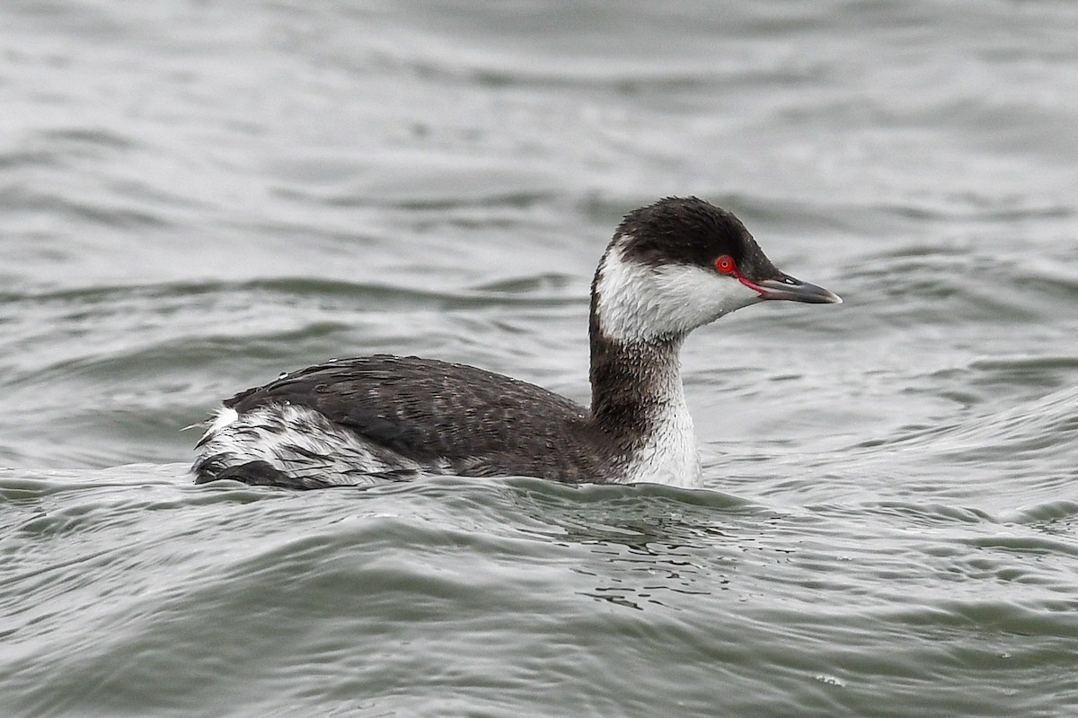 Horned Grebe - Mitchell Goldfarb
