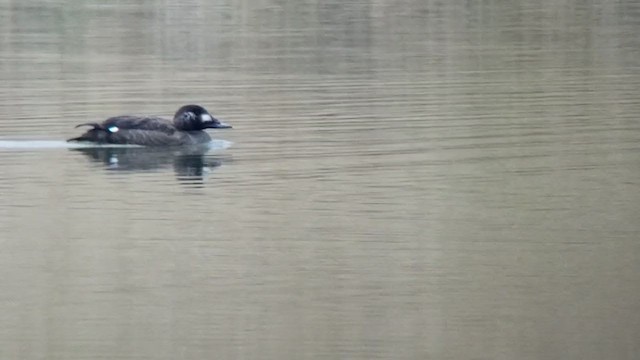 White-winged Scoter - ML307300151