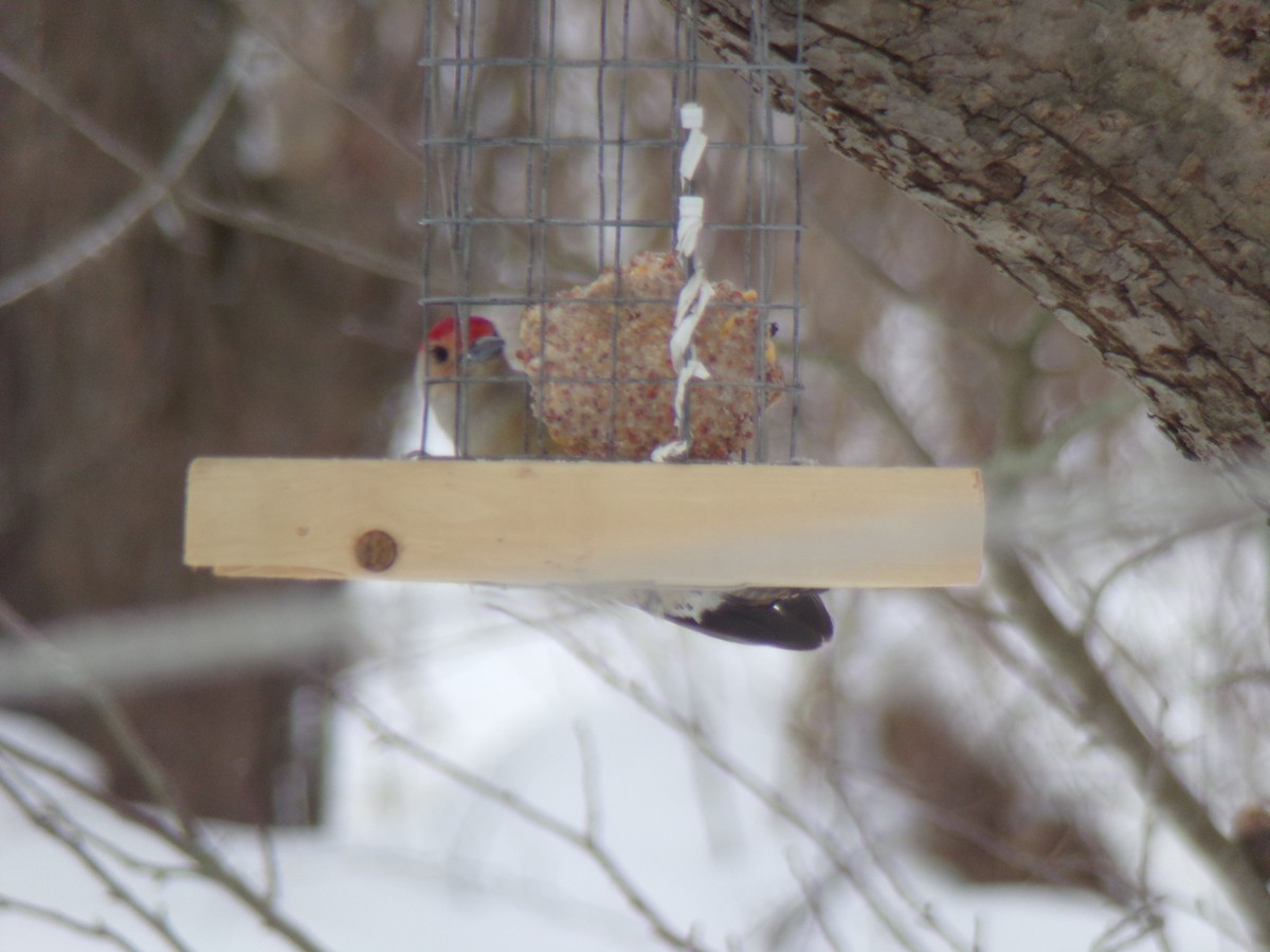 Carolinaspecht - ML307301201