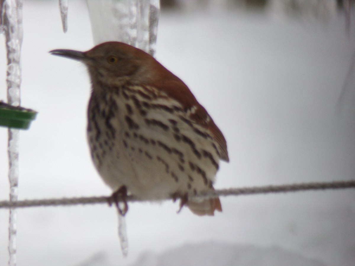 Rotspottdrossel - ML307301971