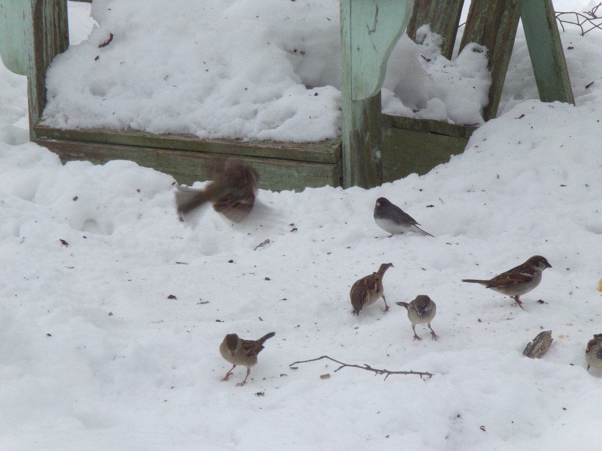 Haussperling - ML307302291