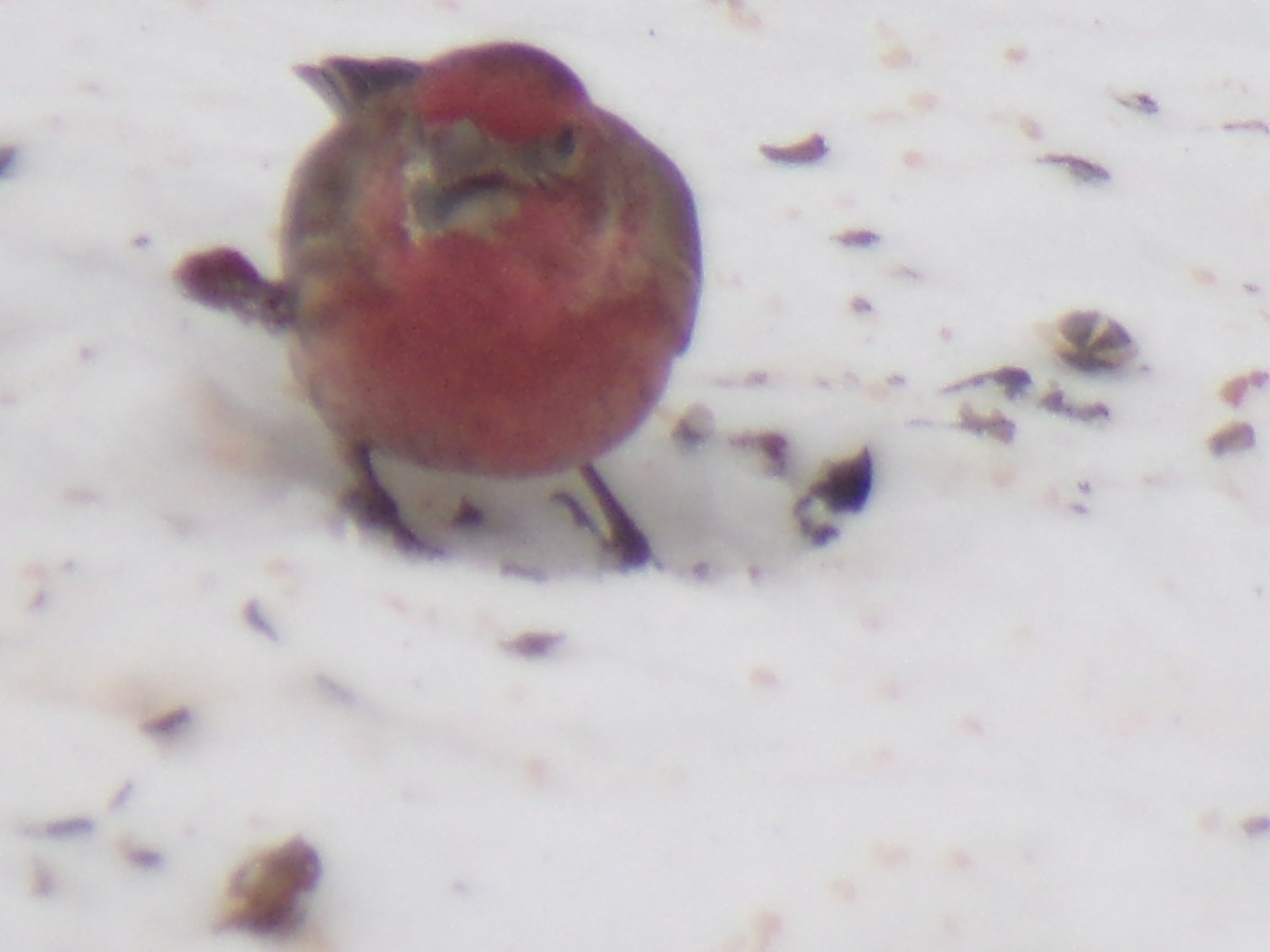 Haus-/Purpurgimpel - ML307303031