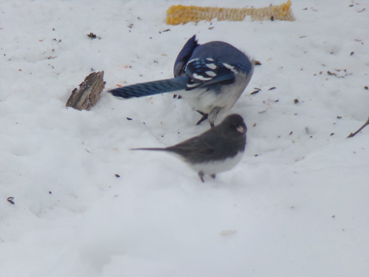 Winterammer - ML307303171