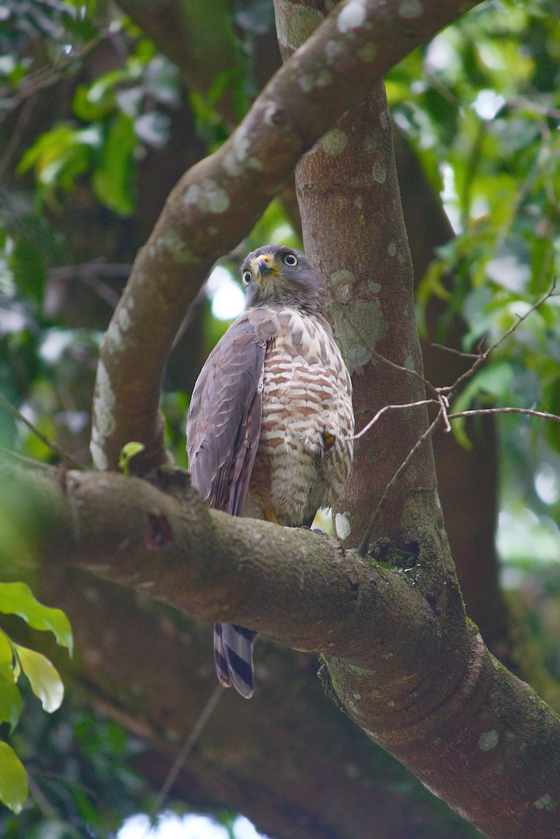 Roadside Hawk - ML307303631