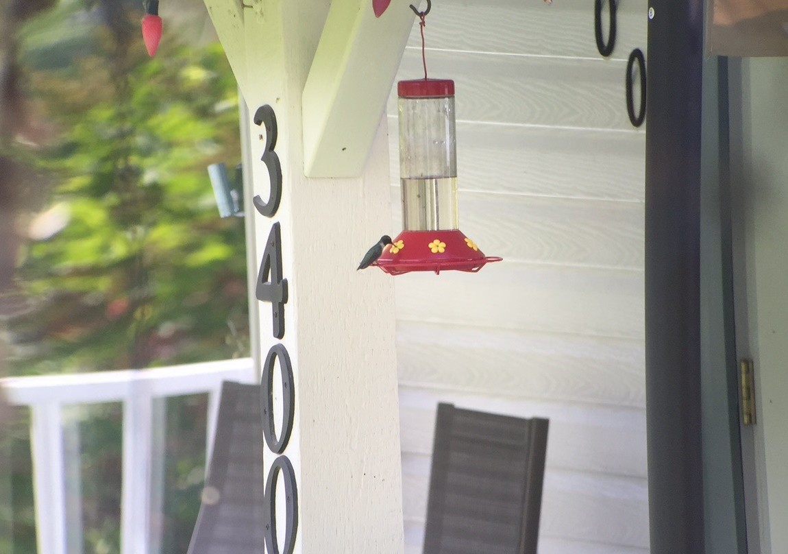 Ruby-throated Hummingbird - Mike Resch