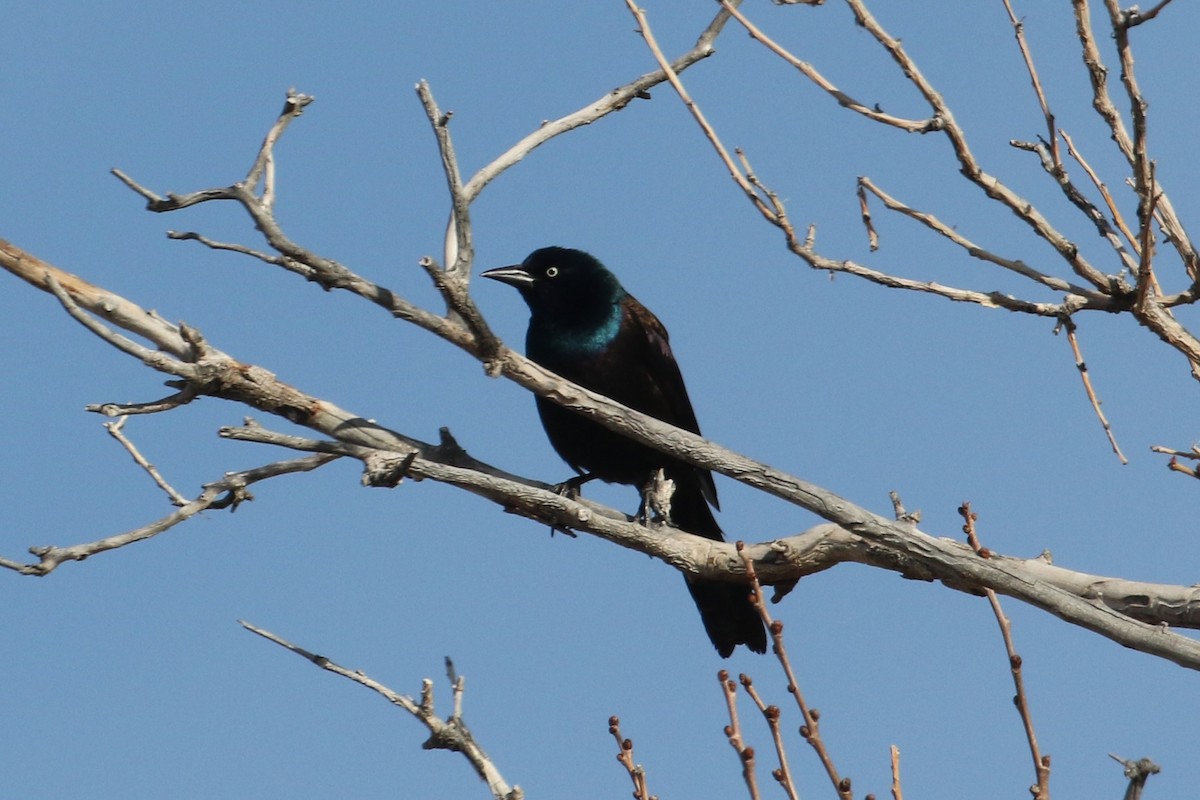 Common Grackle - ML307306091