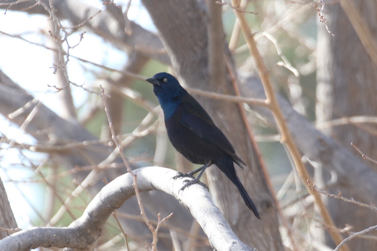 Common Grackle - ML307306111