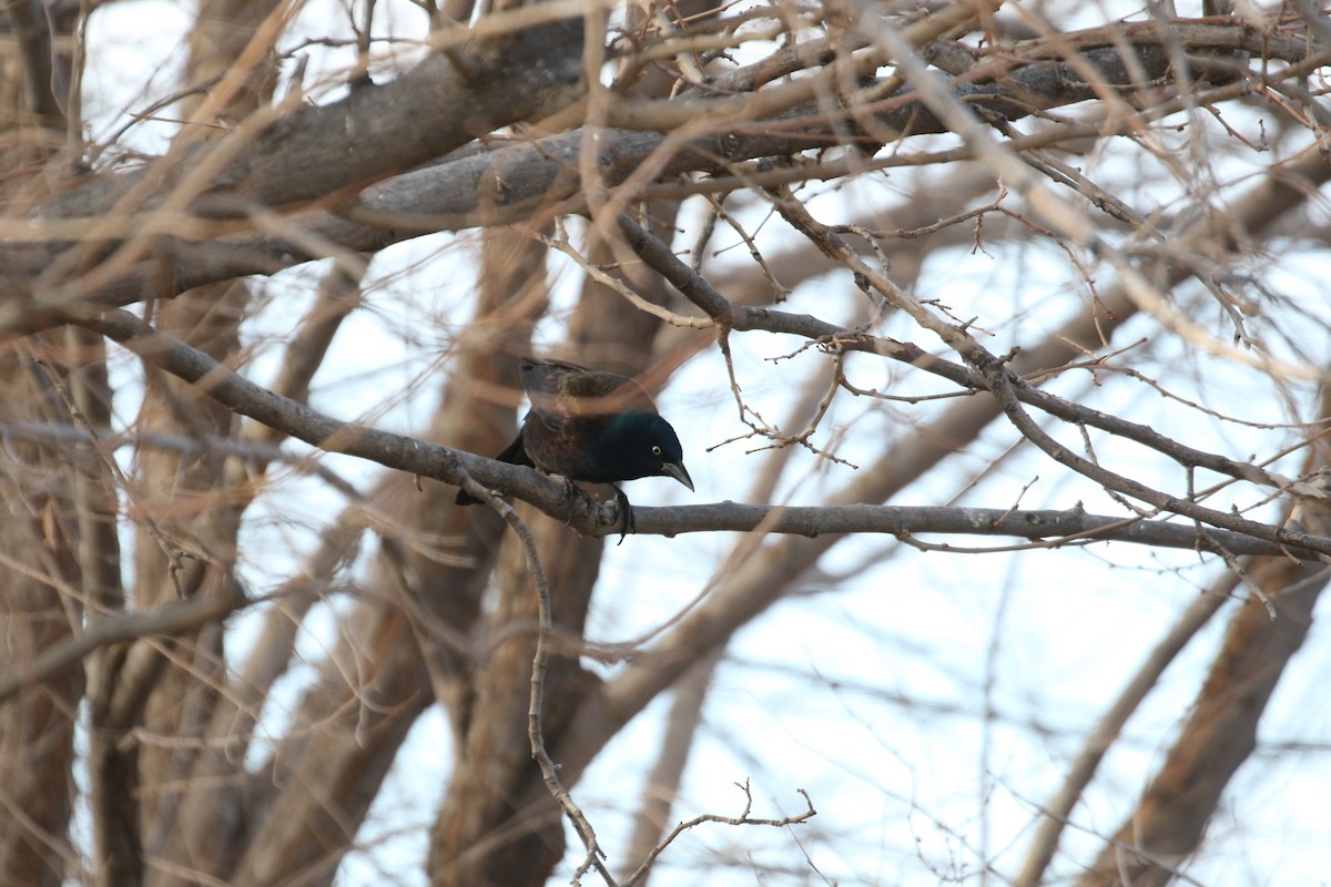 Common Grackle - ML307306121