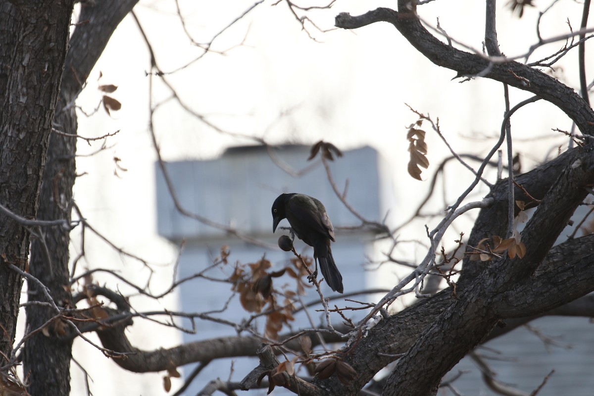 Common Grackle - ML307306131