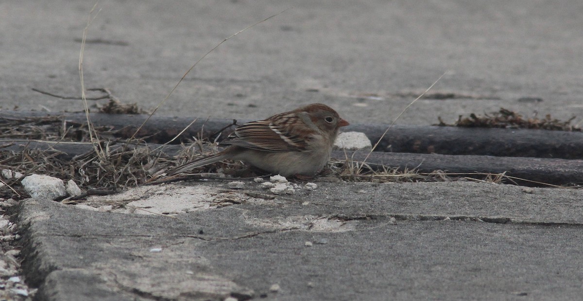 Field Sparrow - ML307308701