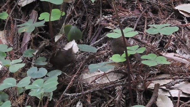 タイヘイミソサザイ（pacificus グループ） - ML307310091