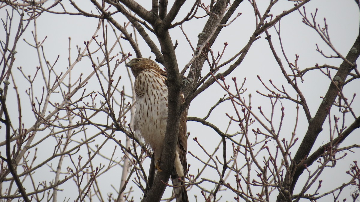 Cooper's Hawk - Donna Sullivan