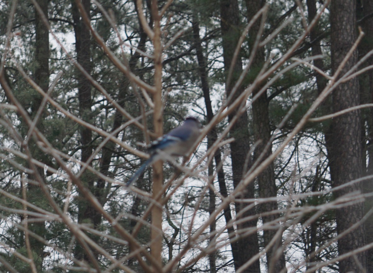 Blue Jay - ML307310341