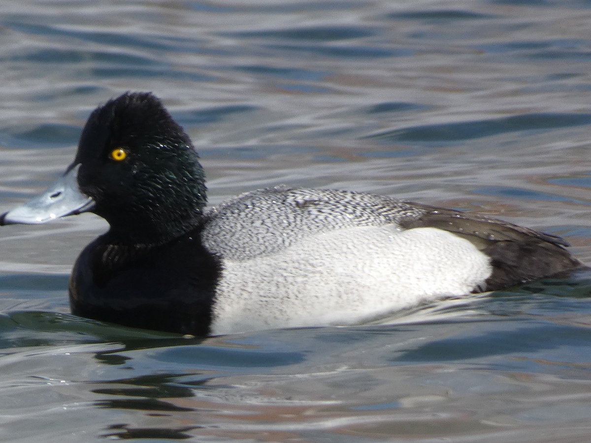 Lesser Scaup - Roma Quattro