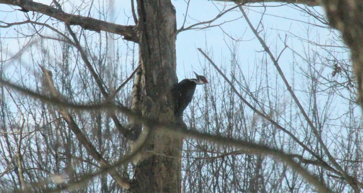 Pileated Woodpecker - ML307315391