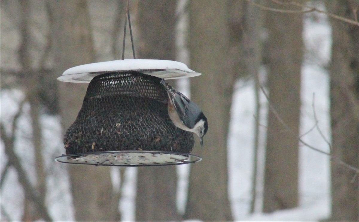 White-breasted Nuthatch (Eastern) - ML307316061