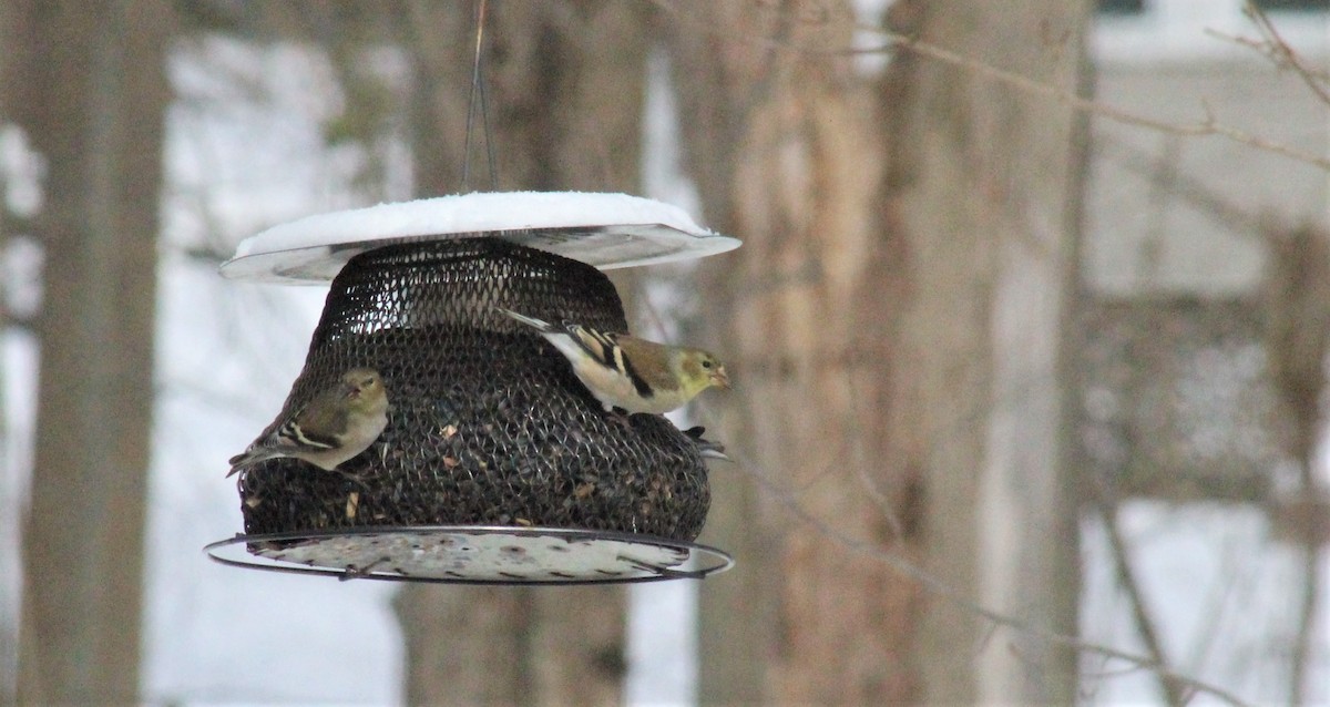 American Goldfinch - ML307316921