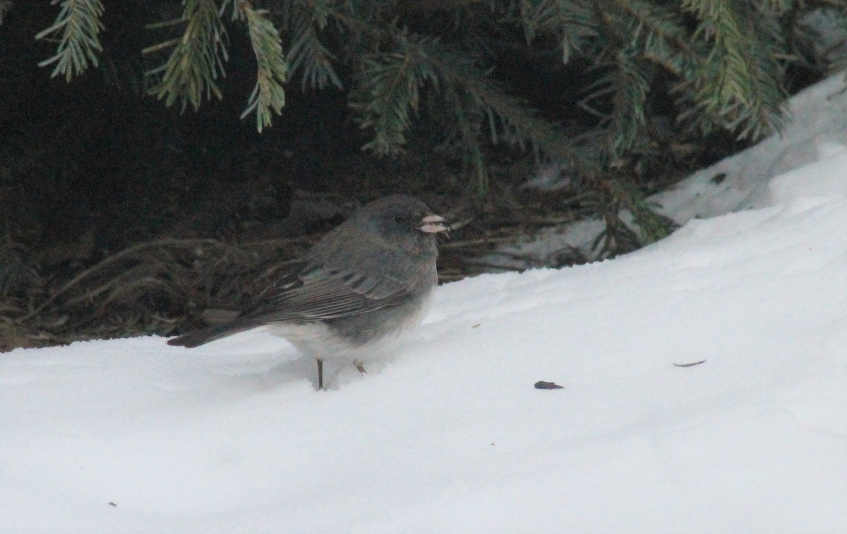 Dark-eyed Junco - ML307317091