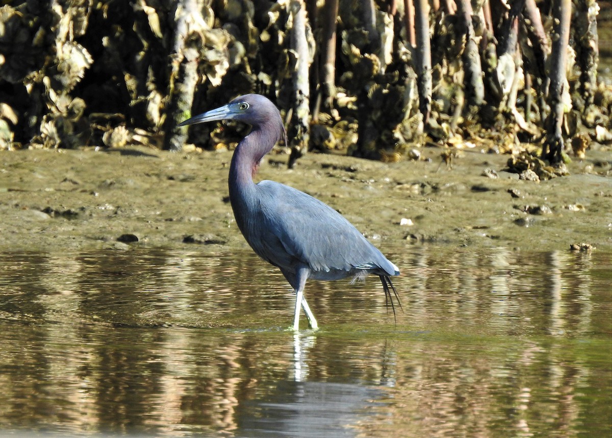 Little Blue Heron - ML307318171