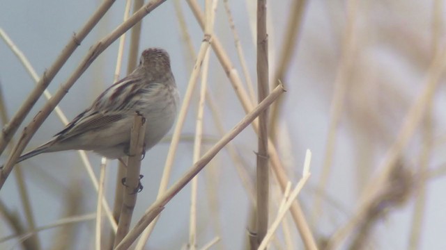 Pallas's Bunting - ML307318251