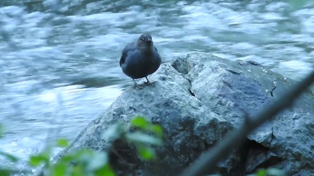 American Dipper - ML307318261