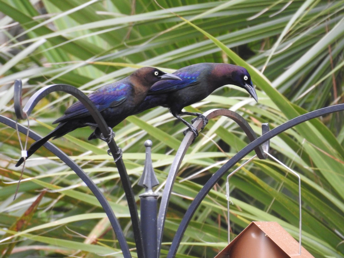 Common Grackle - ML307318581