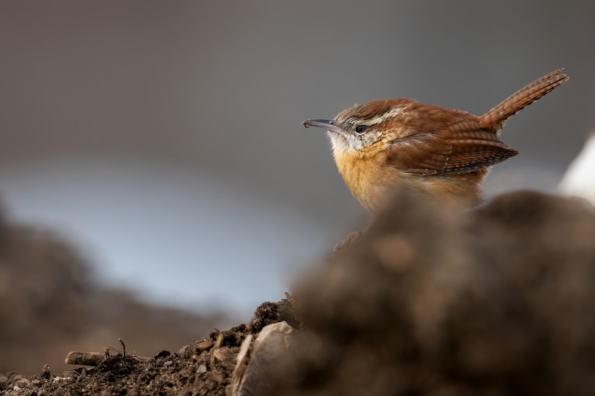 Carolina Wren - ML307321351