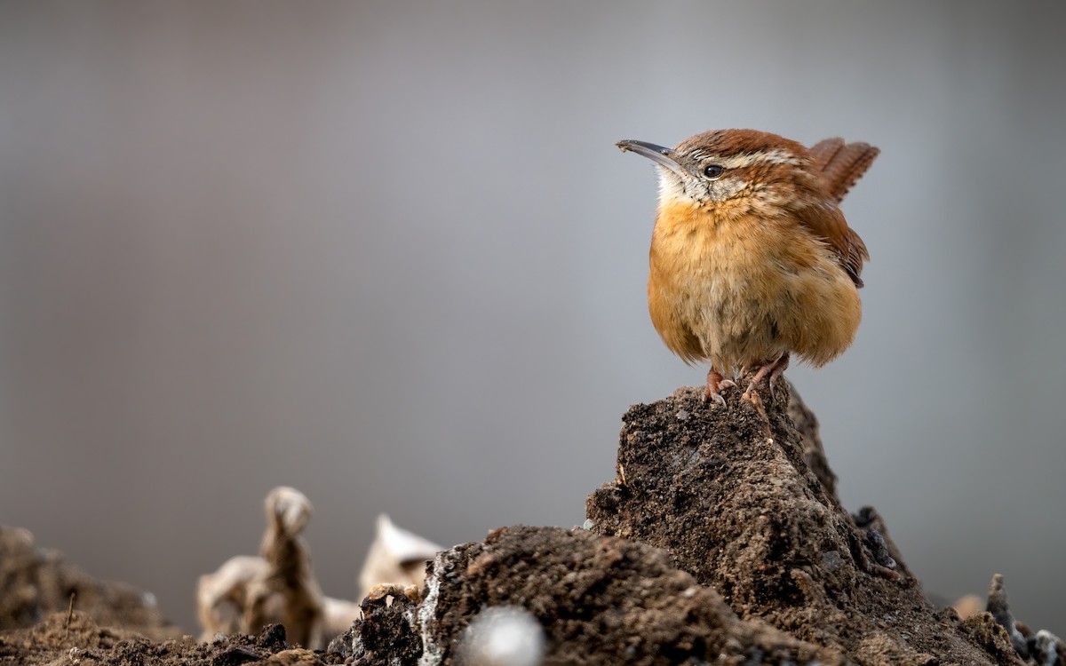 Carolina Wren - ML307321411