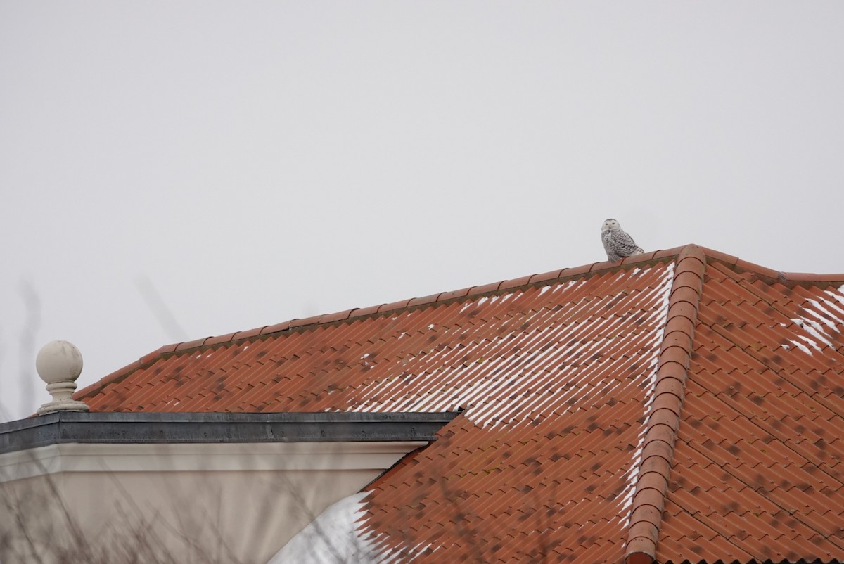 לילית שלג - ML307322021