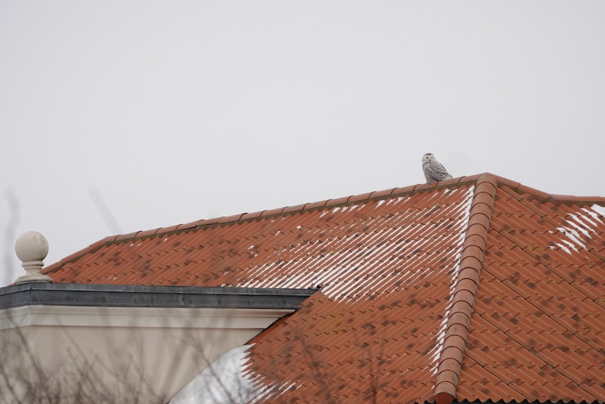 לילית שלג - ML307322061