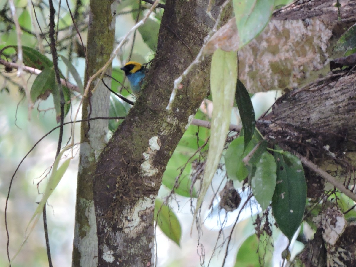 Saffron-crowned Tanager - ML307323451