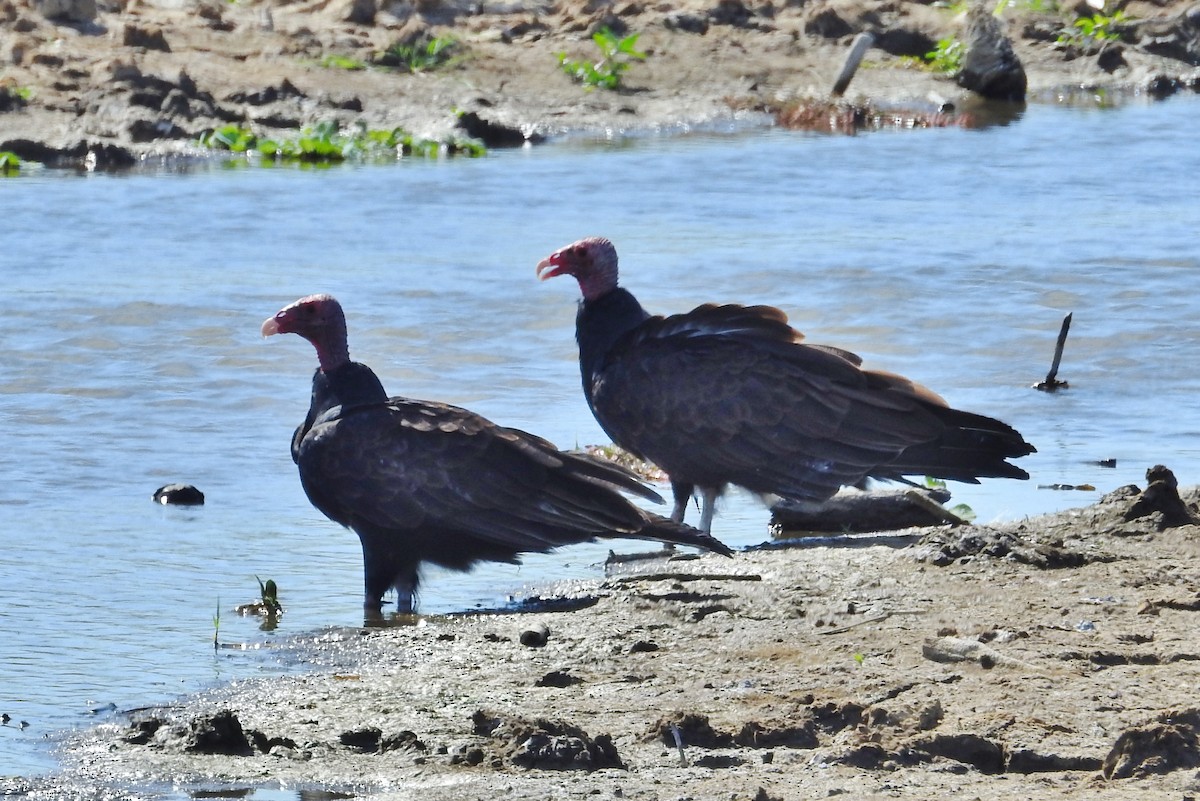 Turkey Vulture - ML307325571