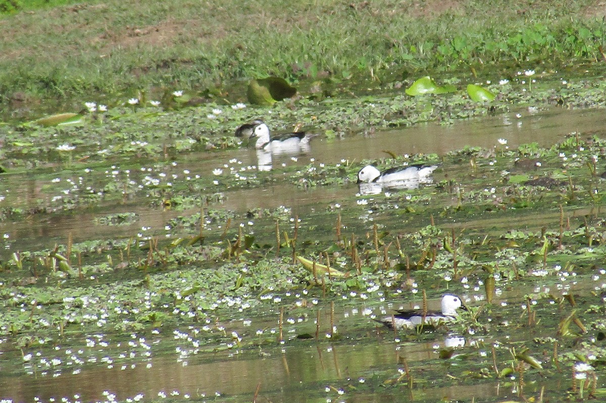 Coromandelgo antzaratxoa - ML30732591