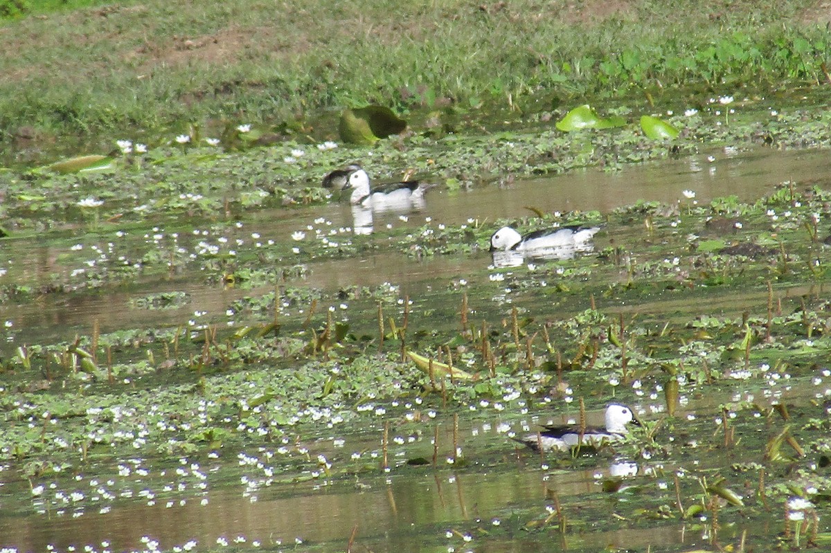 Cotton Pygmy-Goose - ML30732591