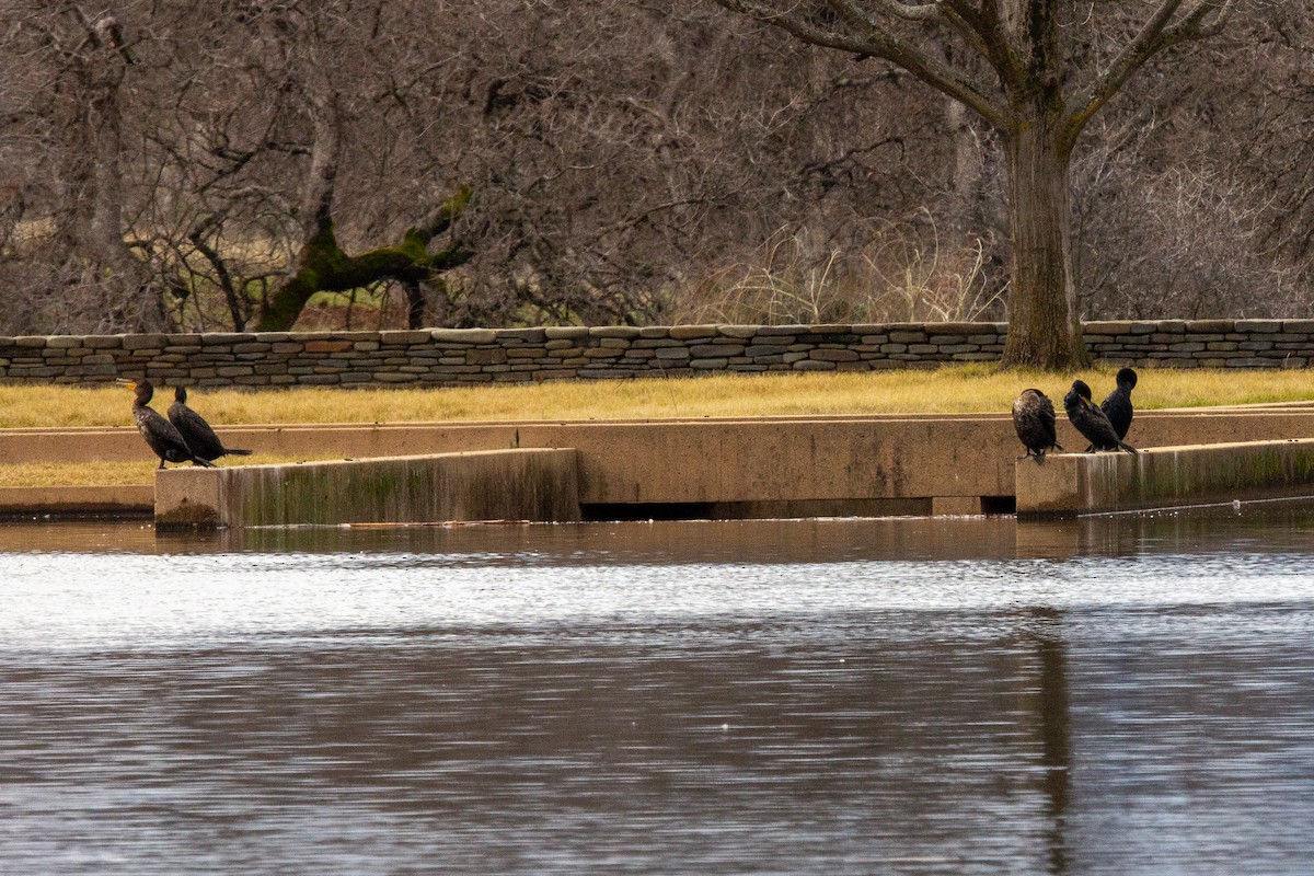 Double-crested Cormorant - ML307325941