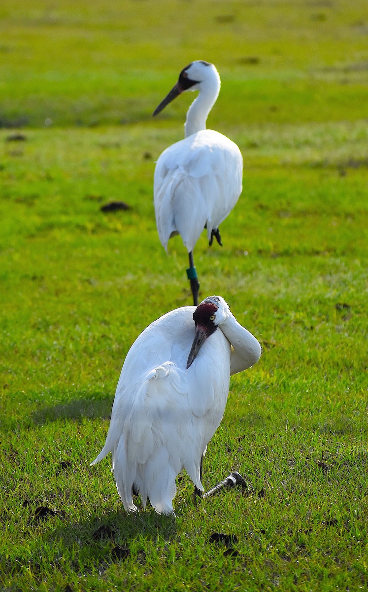 Whooping Crane - Scott Kinsey