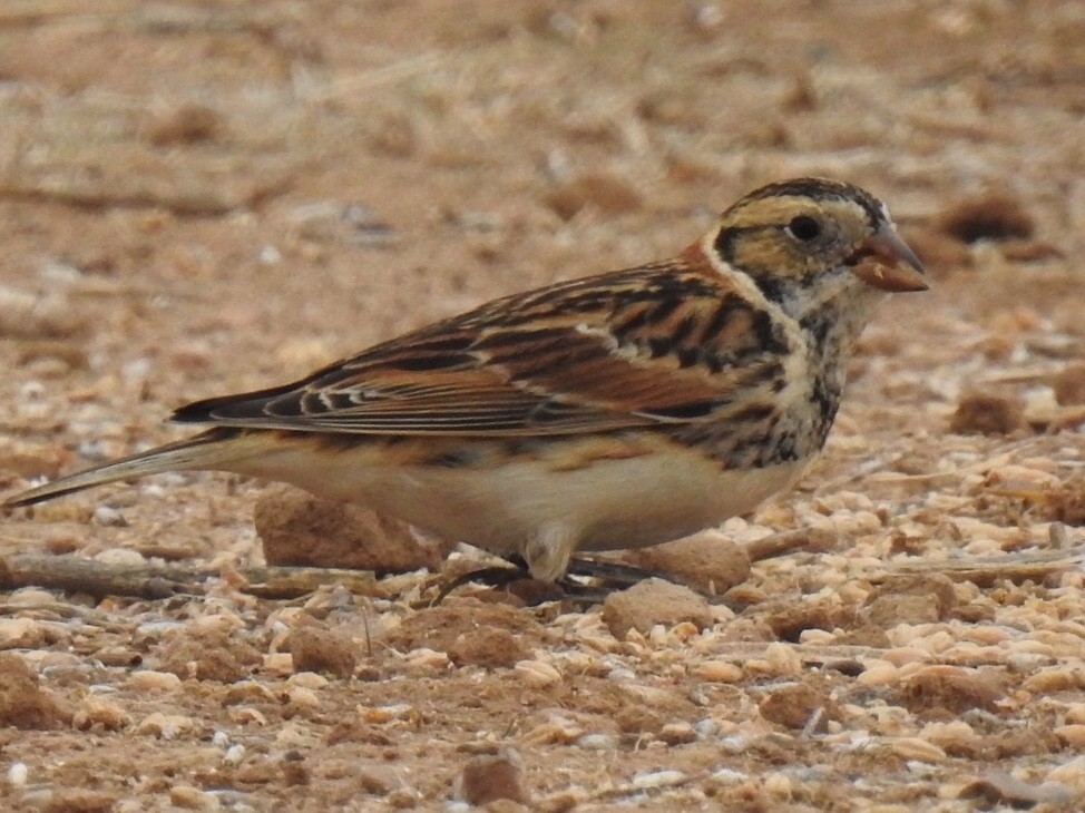 Lapland Longspur - ML307327931