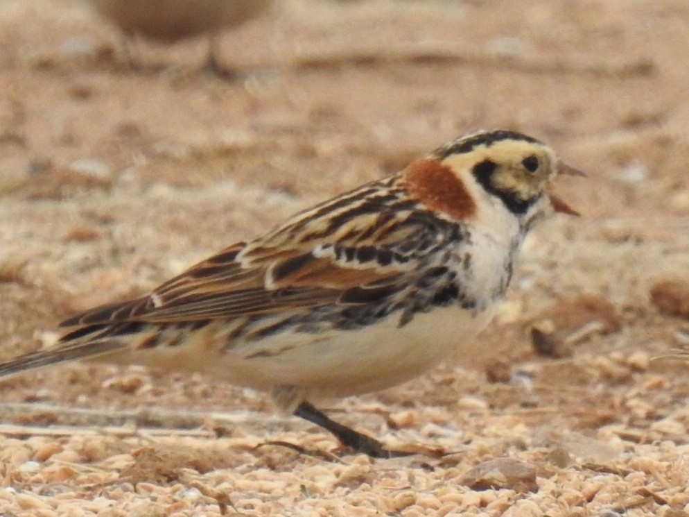 Lapland Longspur - ML307327951