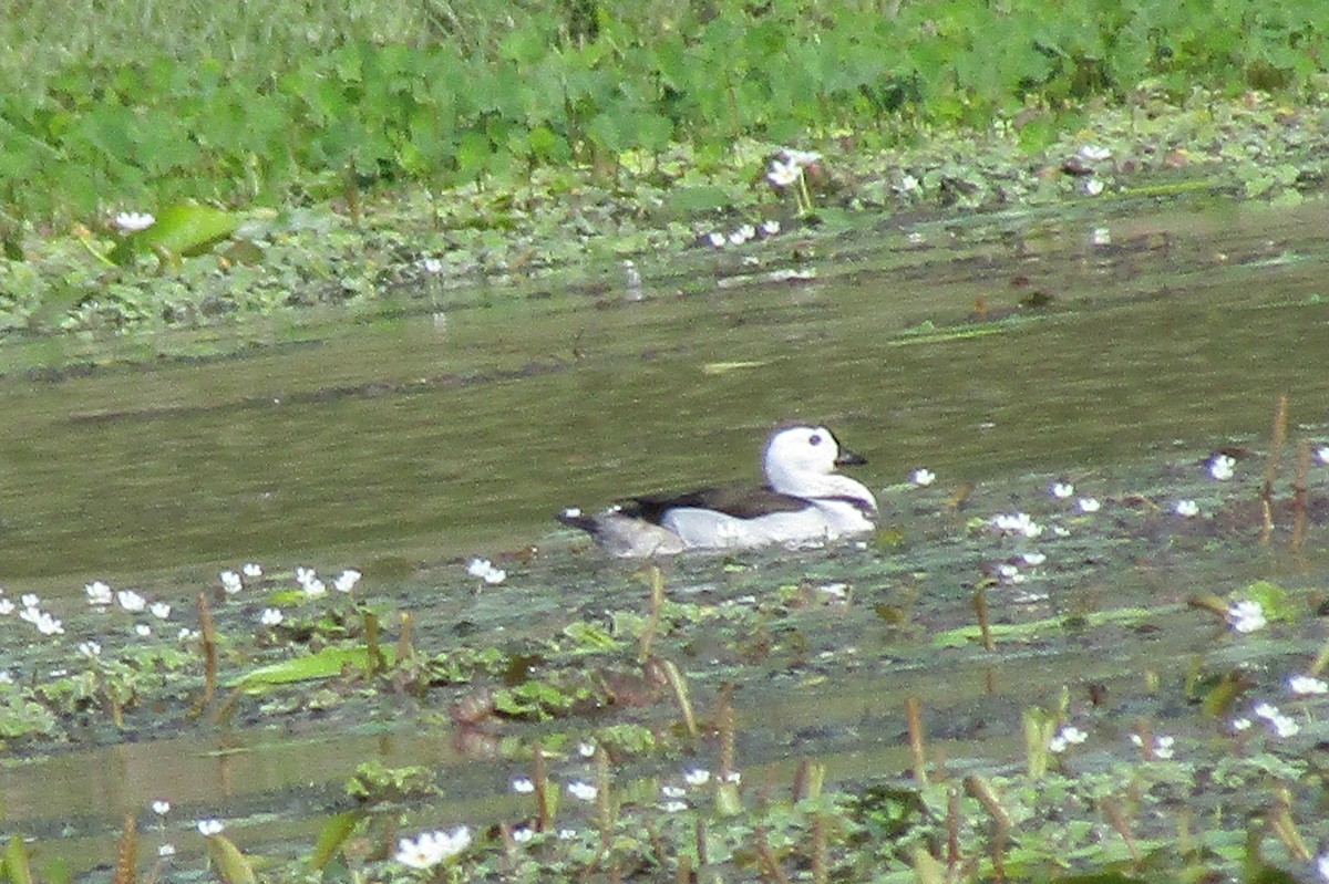 Cotton Pygmy-Goose - ML30732891