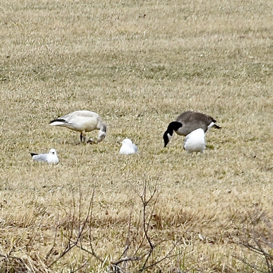 Snow Goose - ML307329351