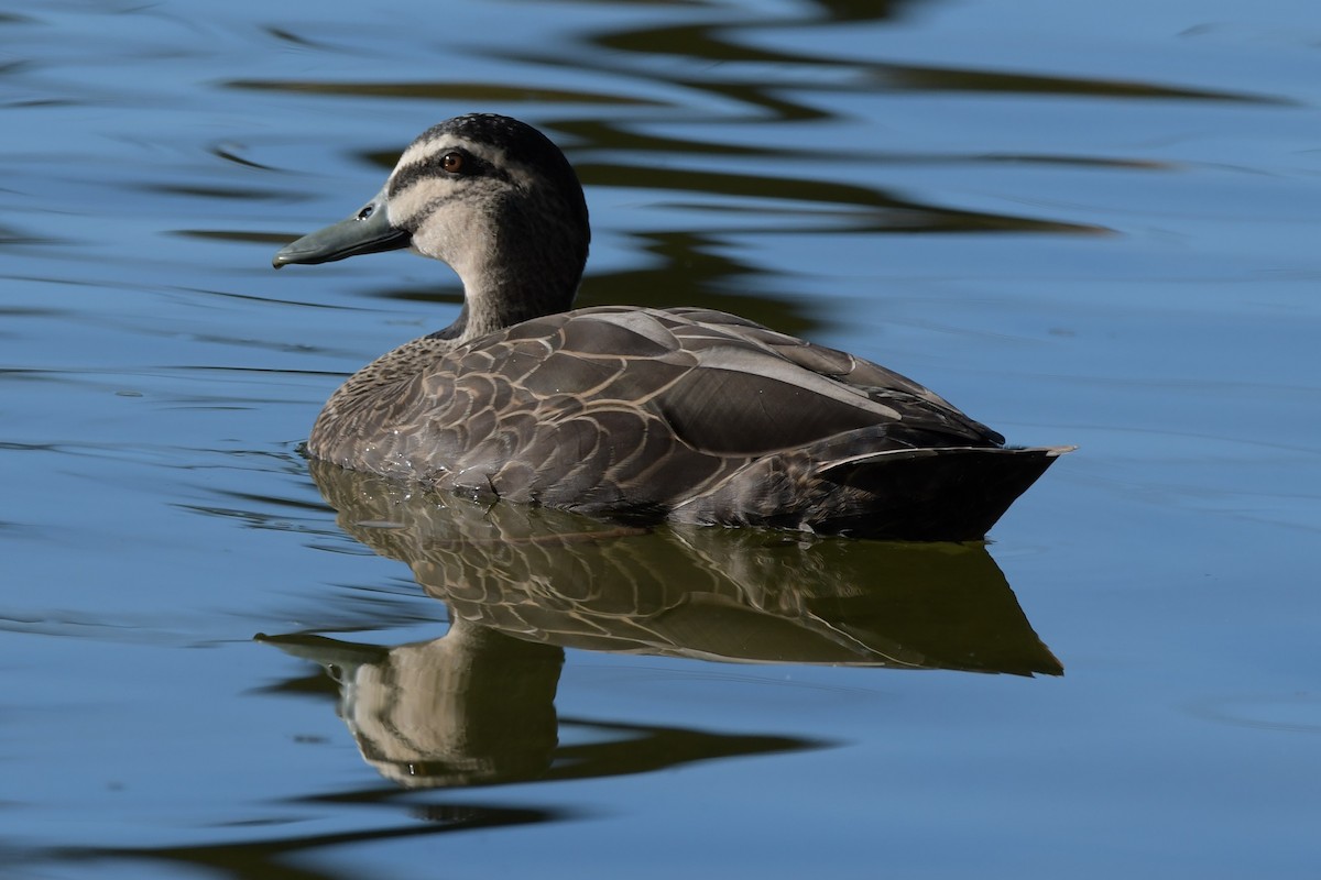 Pacific Black Duck - ML307331111