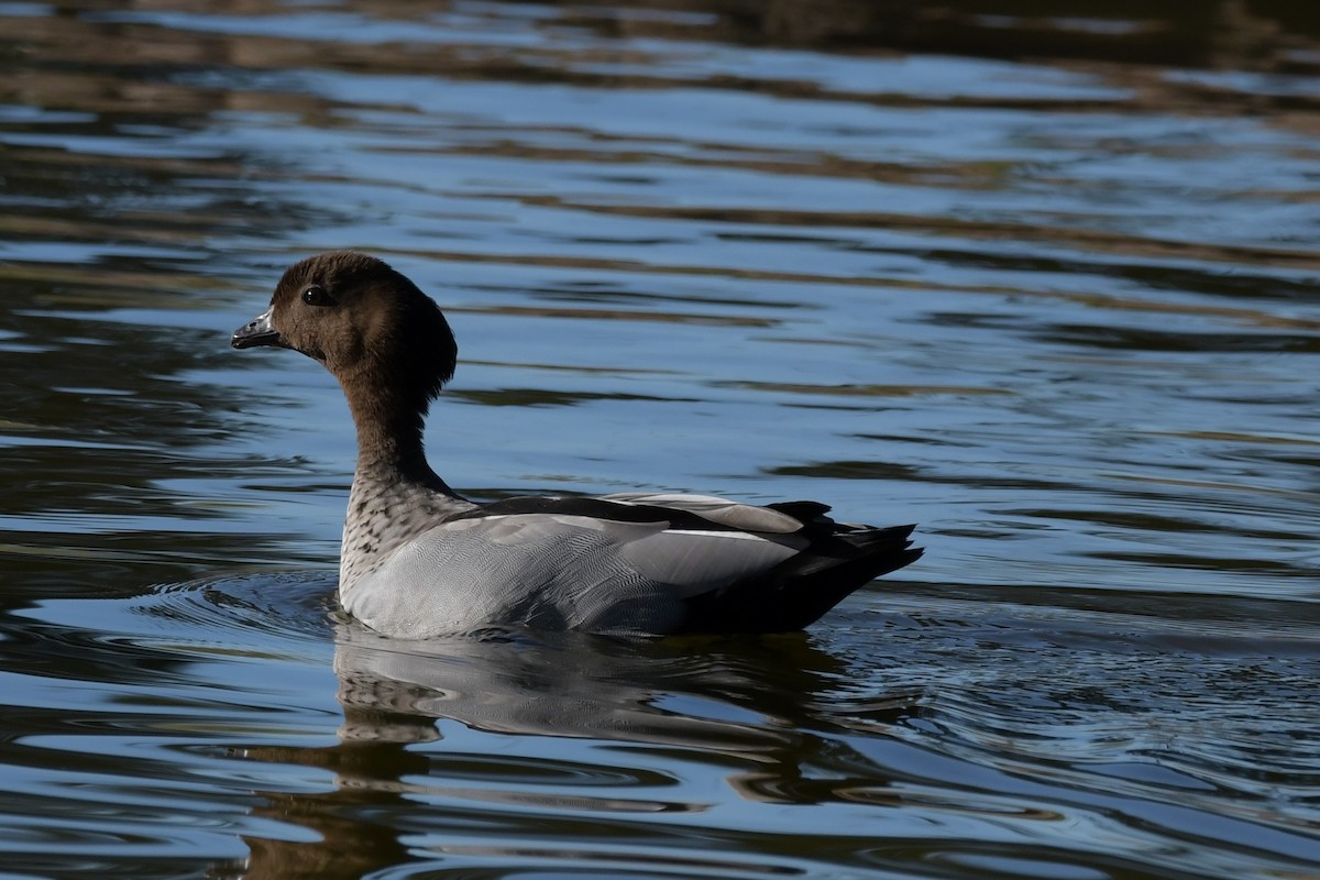 Maned Duck - ML307331221