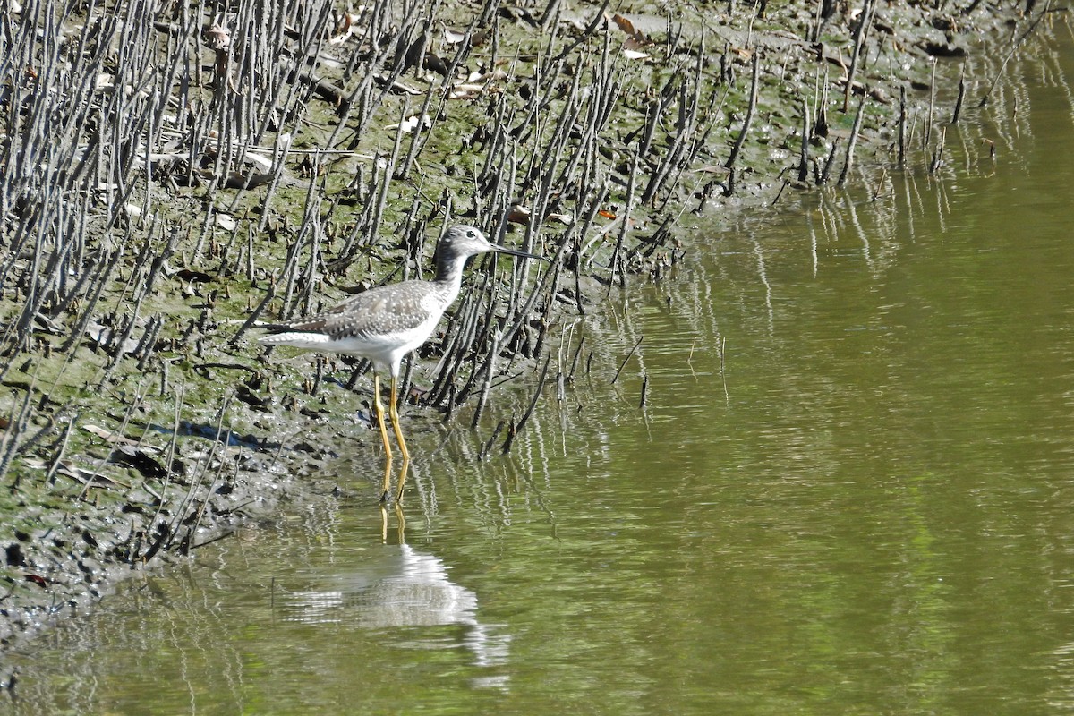 Lesser Yellowlegs - ML307331311