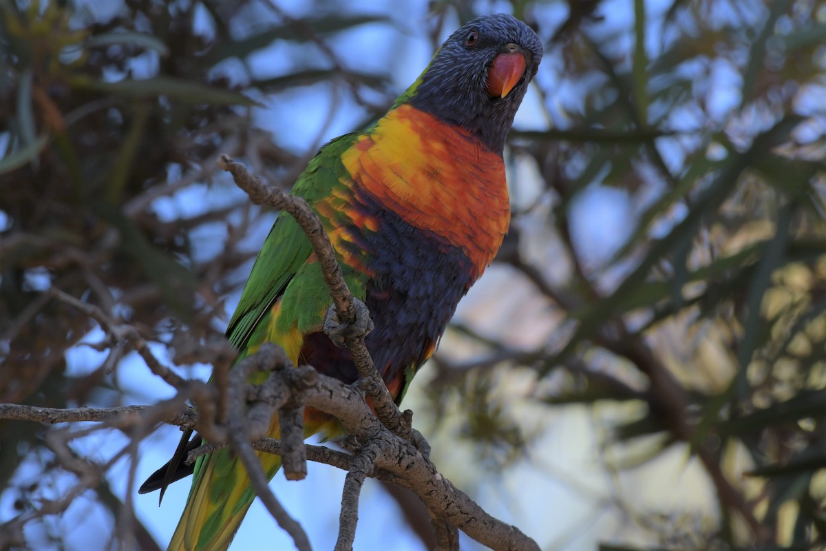 Rainbow Lorikeet - ML307331511