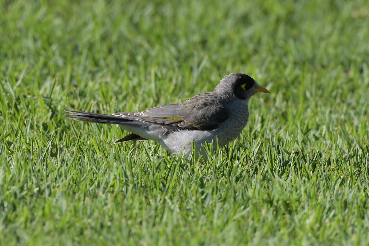 Noisy Miner - ML307331601