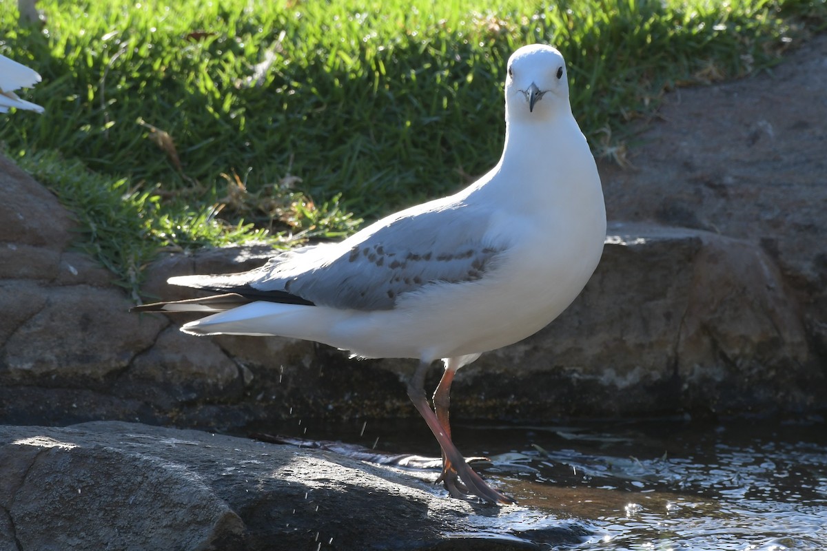 Silver Gull - ML307331831