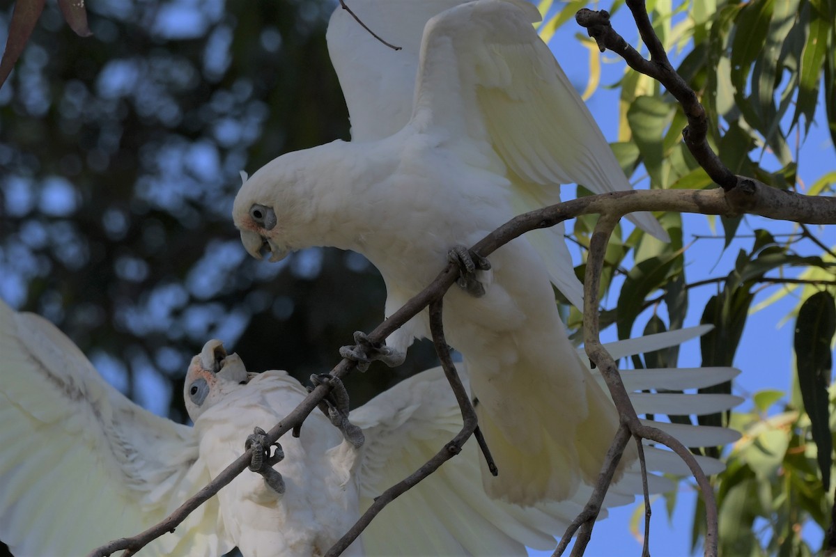 Little Corella - ML307332071