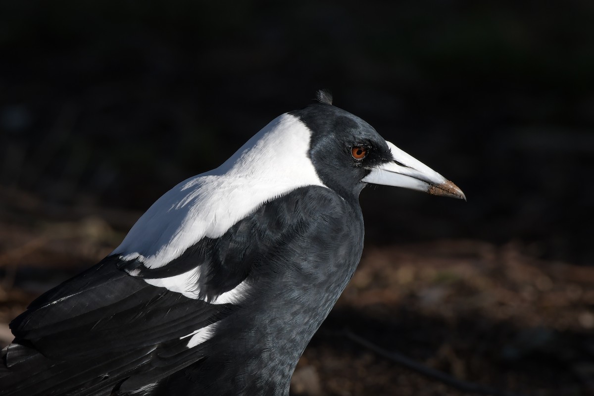 Australian Magpie - ML307332141