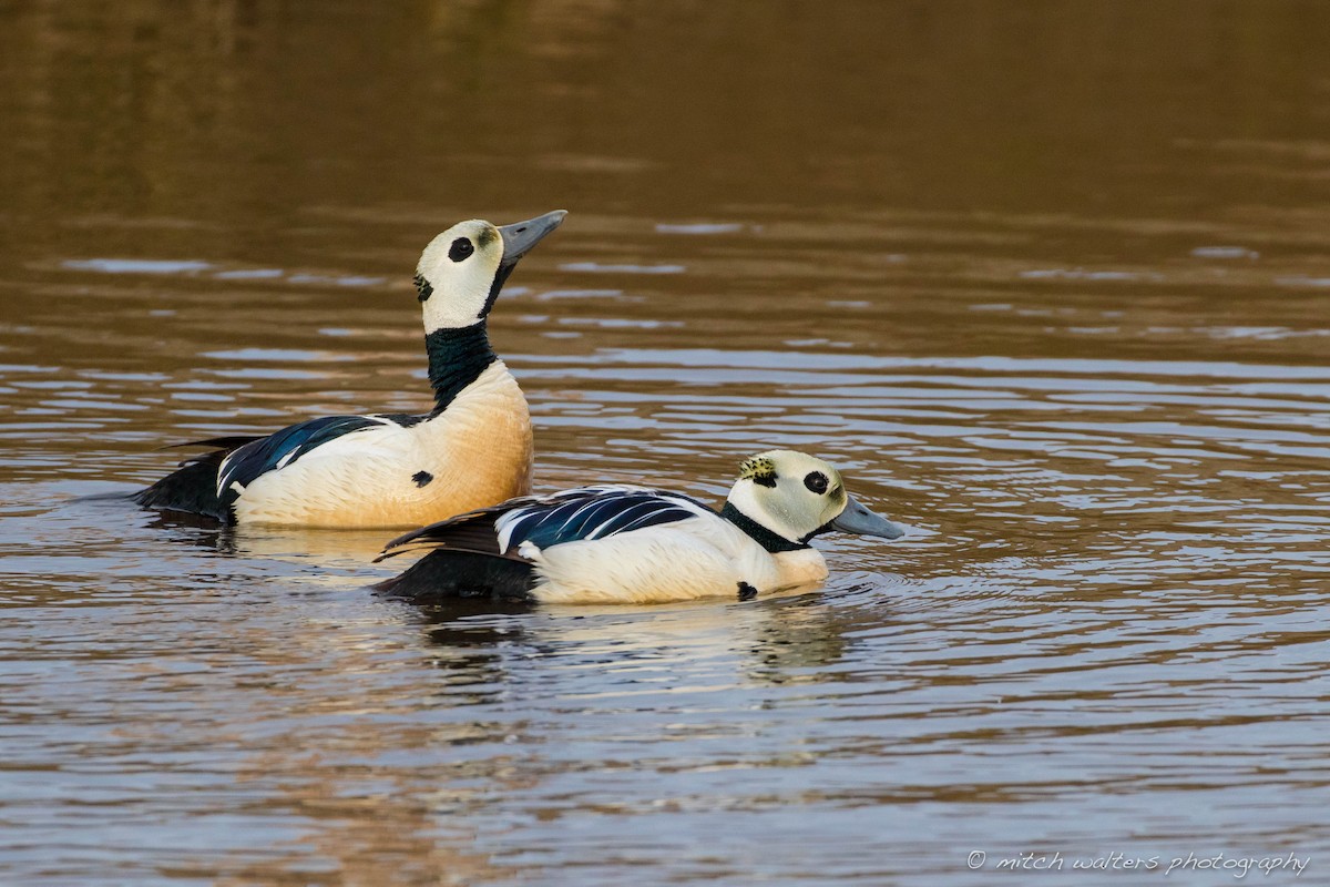 Steller's Eider - Mitch Walters