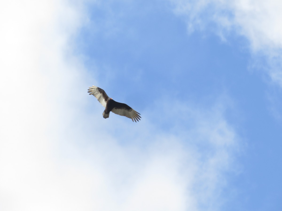 Turkey Vulture - Bill Palmer